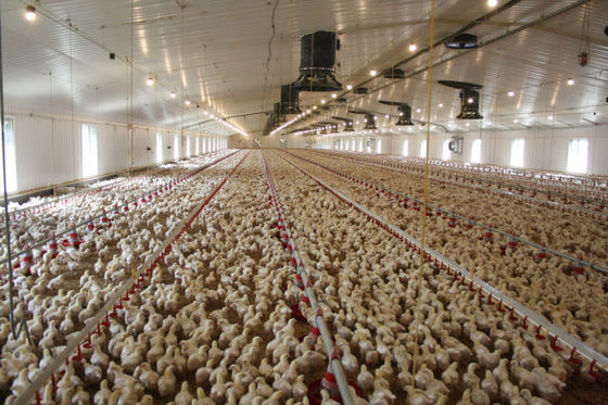 Estructura de acero de trabajo pesado Casa de aves de corral HDG pernos de conexión Marco de acero Edificios de granjas