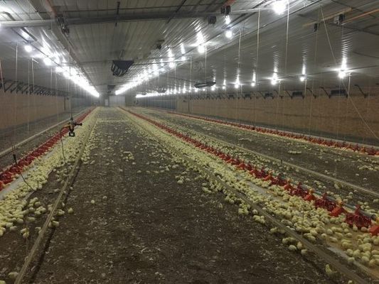 Cuadro de acero ligero galvanizado Construcción Casa de aves de corral Granja de pollos pernos Conexión