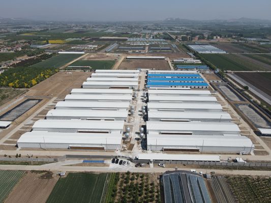 Edificios estructurales industriales de acero Prefabricado Casa de aves de corral de acero a medida