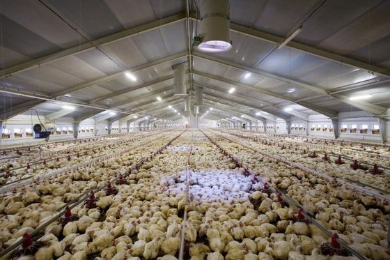 Estructura de acero galvanizado de tipo cerrado control ambiental casita de pollo comercial