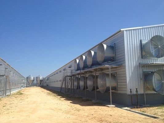 Estructura automática de acero Granja de aves de corral Conjunto moderno de gallinas